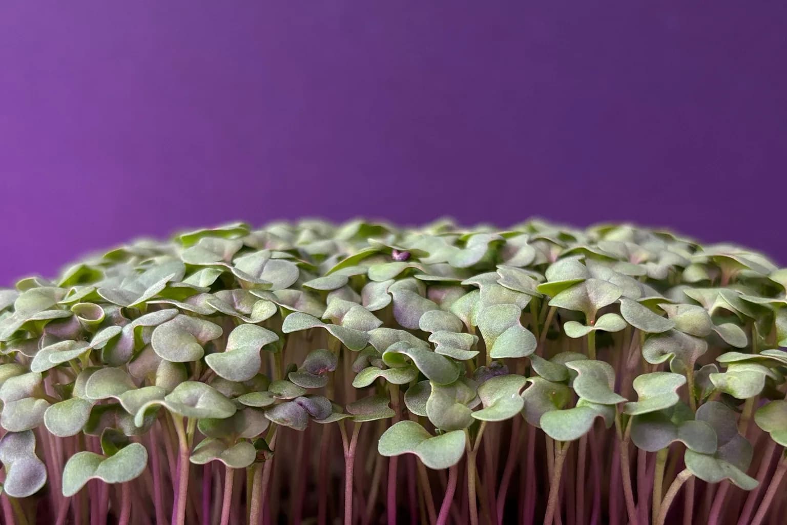 Broccoli Microgreens: Nutrition, Benefits & How to Grow