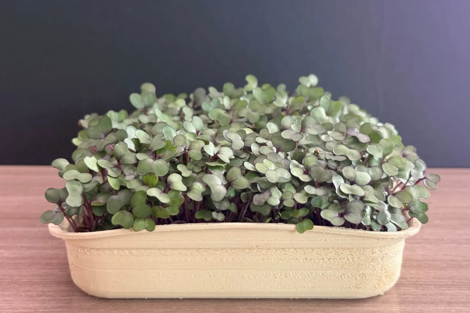 Purple Cabbage Microgreens: 82 Carrots of Lutein a Tray