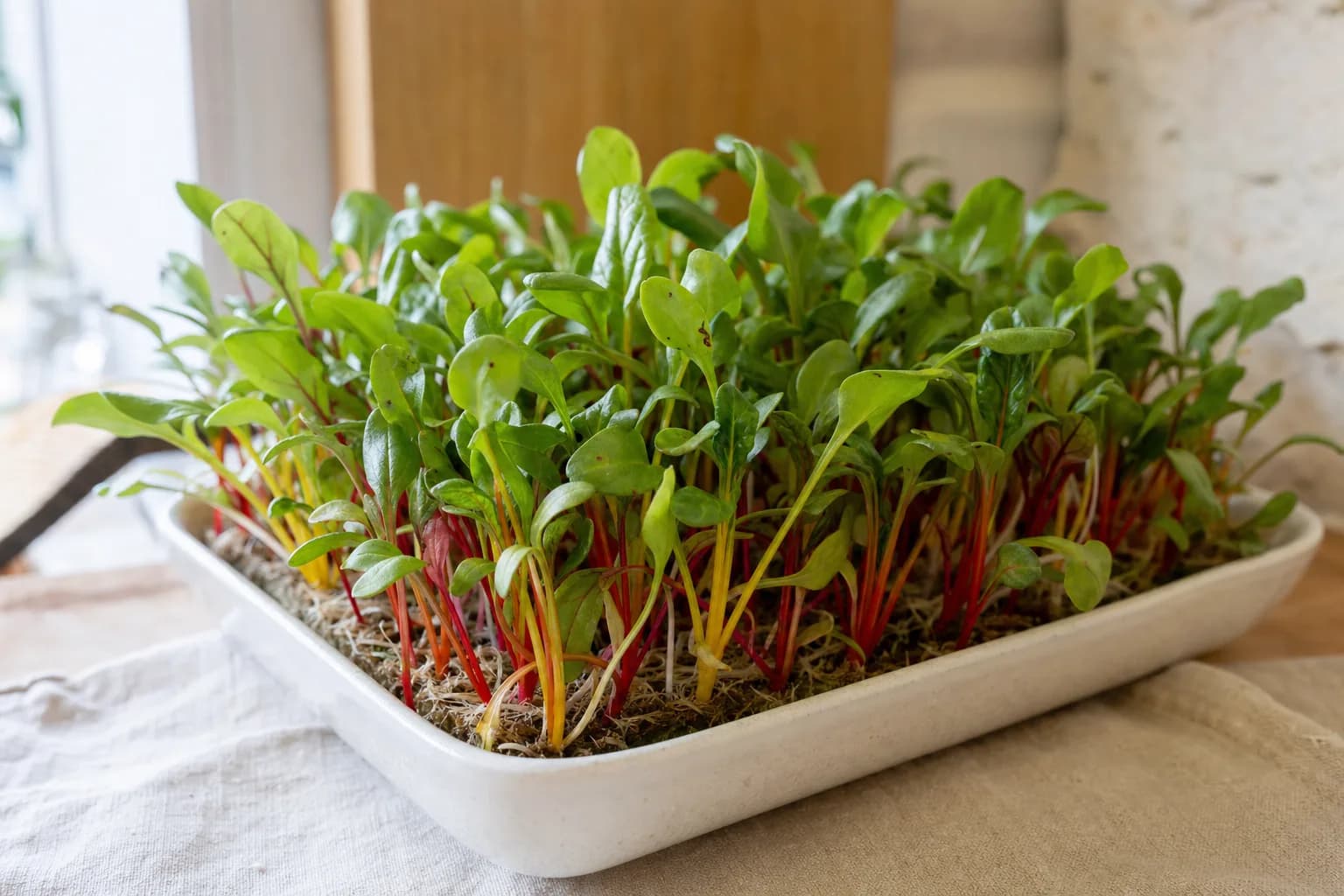Chard Microgreens: The Colour Comes From the Stems