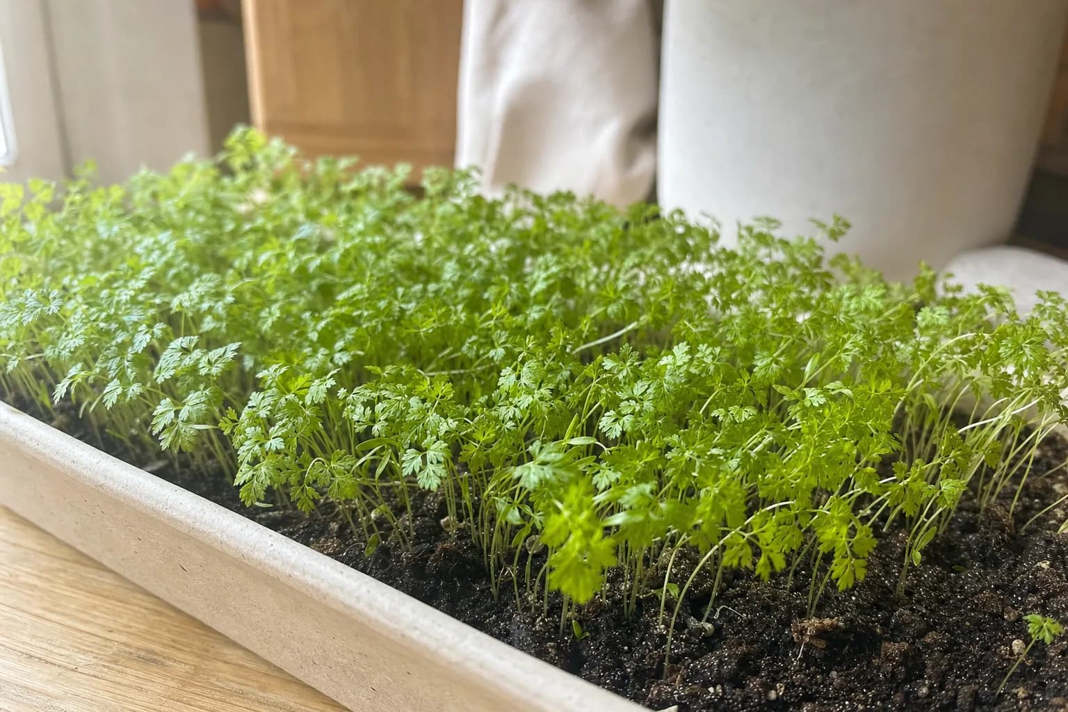Chervil Microgreens: The Quiet One in the Fines Herbes