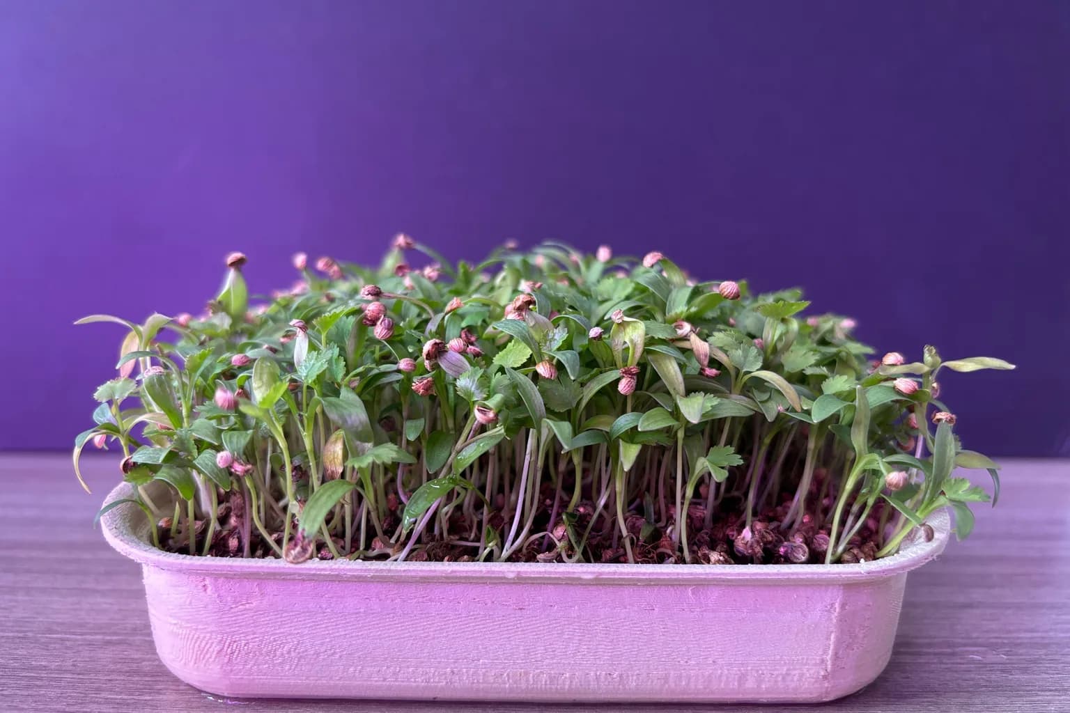 Micro Cilantro: Does It Taste Like the Herb? And How to Grow