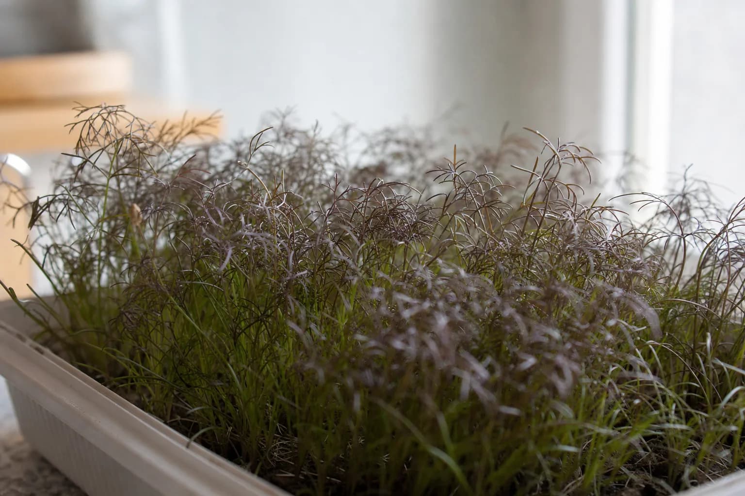 Fennel Microgreens: Three Weeks for Liquorice and Feathers