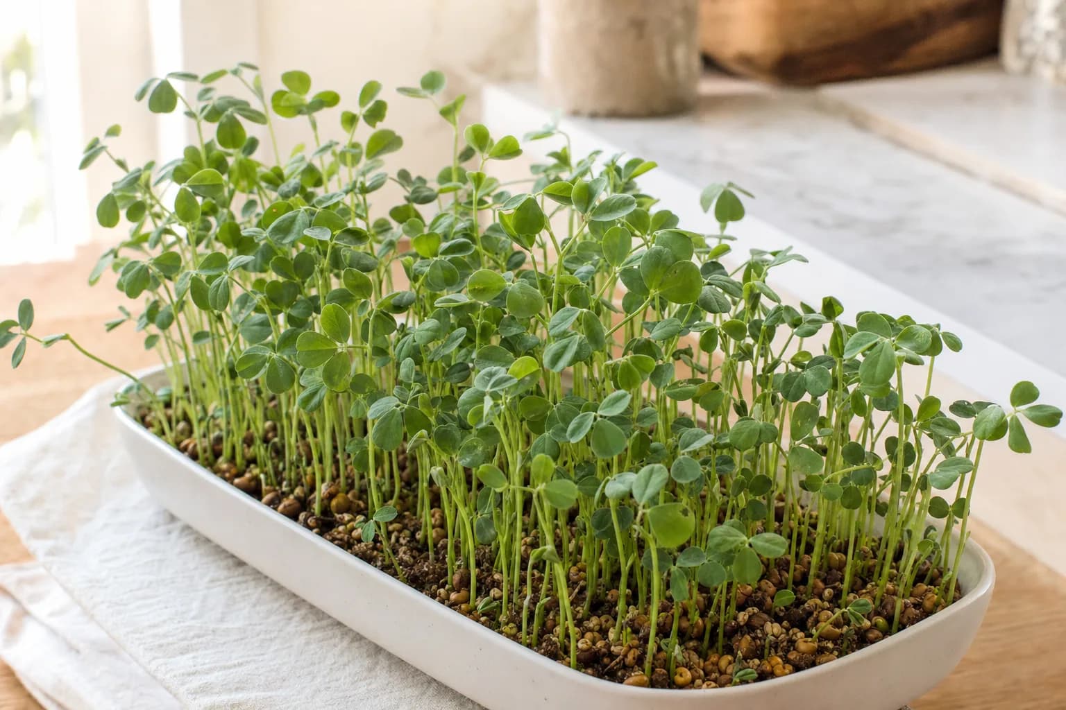 Fenugreek Microgreens: Bittersweet, Slow, and Worth the Patience