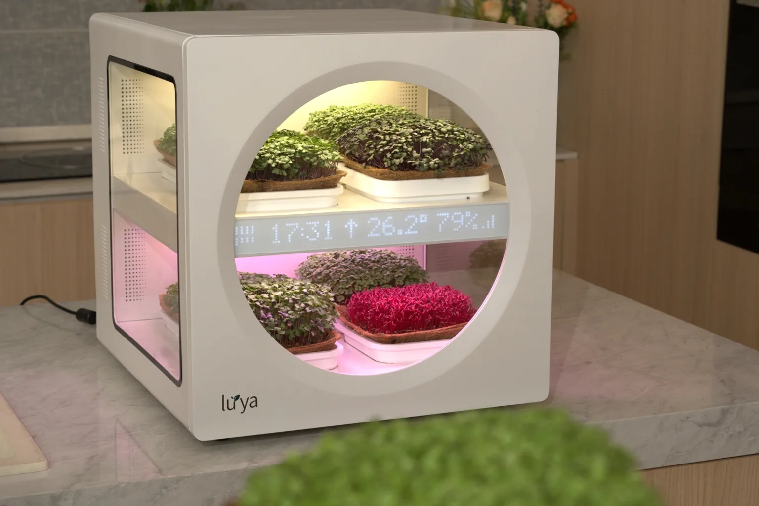 Why Are Microgreens So Expensive? Grow vs Buy, Costed