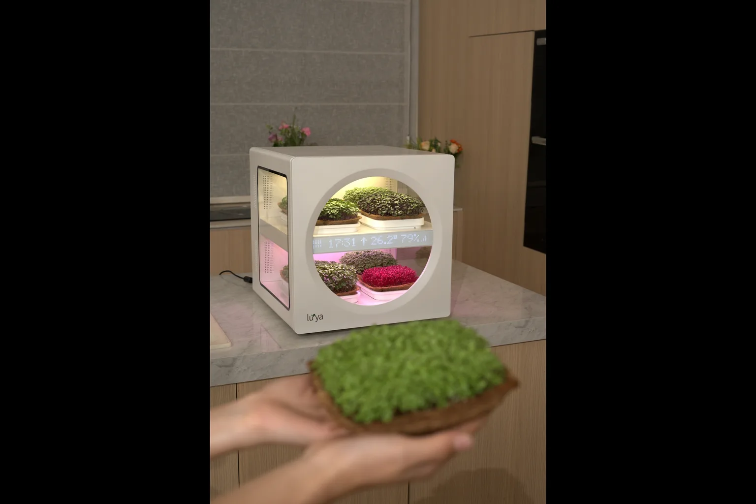 Why Are Microgreens So Expensive? Grow vs Buy, Costed