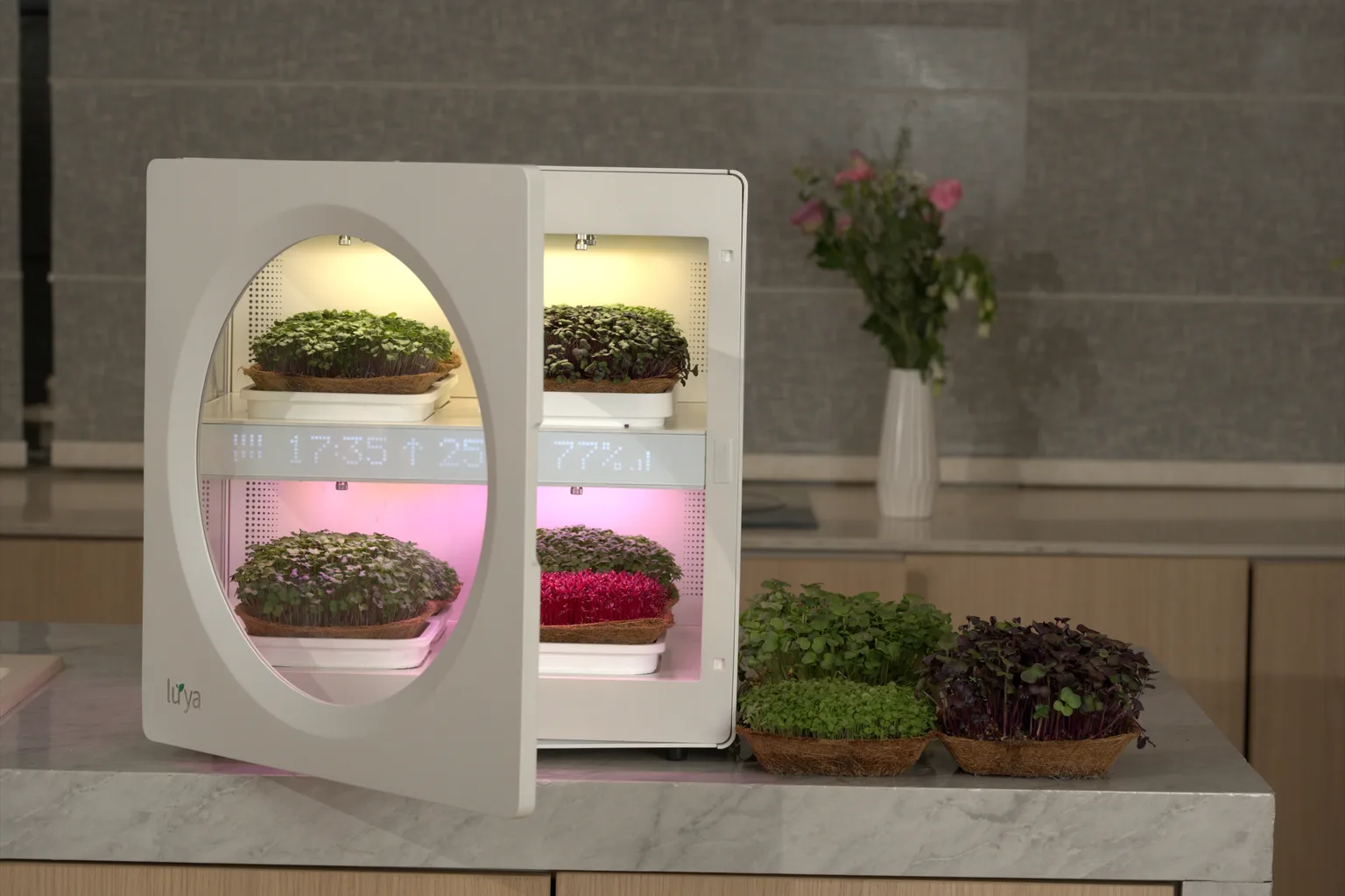 How Luya Works: AI-Grown Microgreens With Zero Effort
