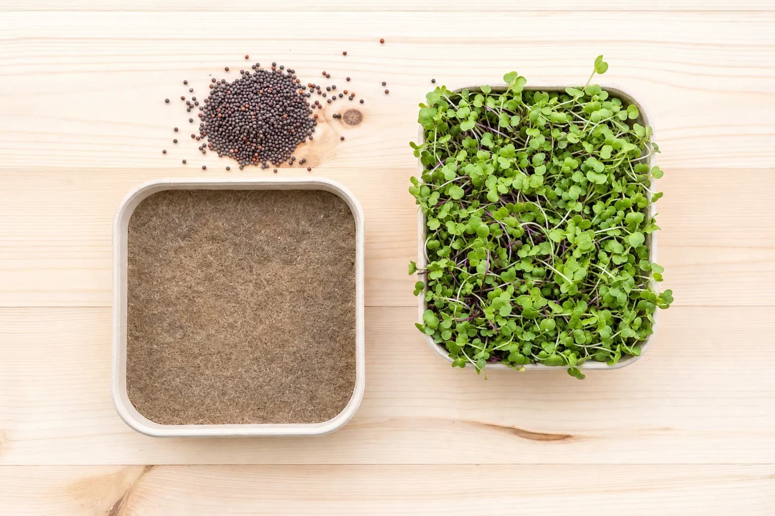 How to Grow Microgreens at Home: A Step-by-Step Beginner's Guide