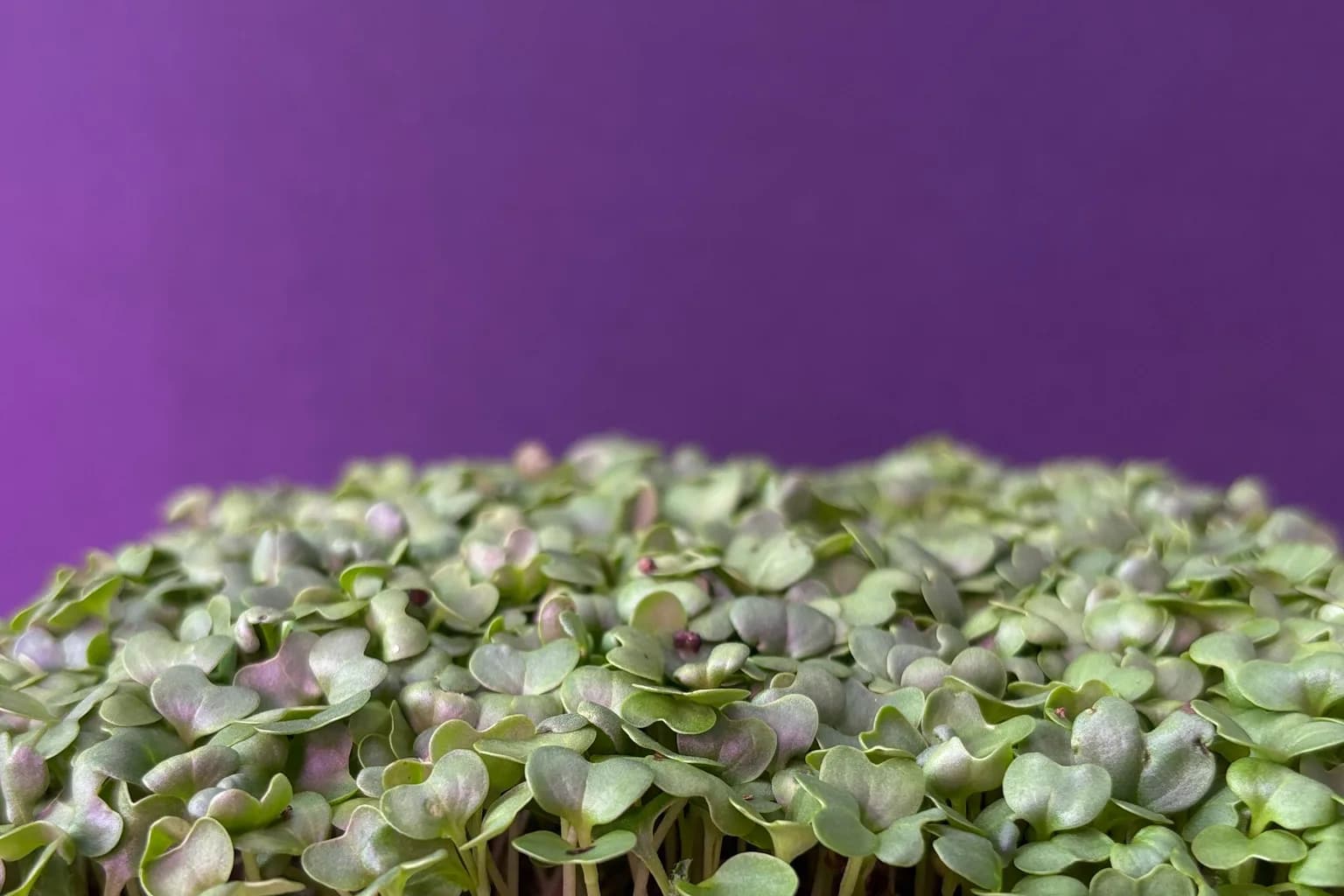 Kale Microgreens: Benefits and How to Grow Them