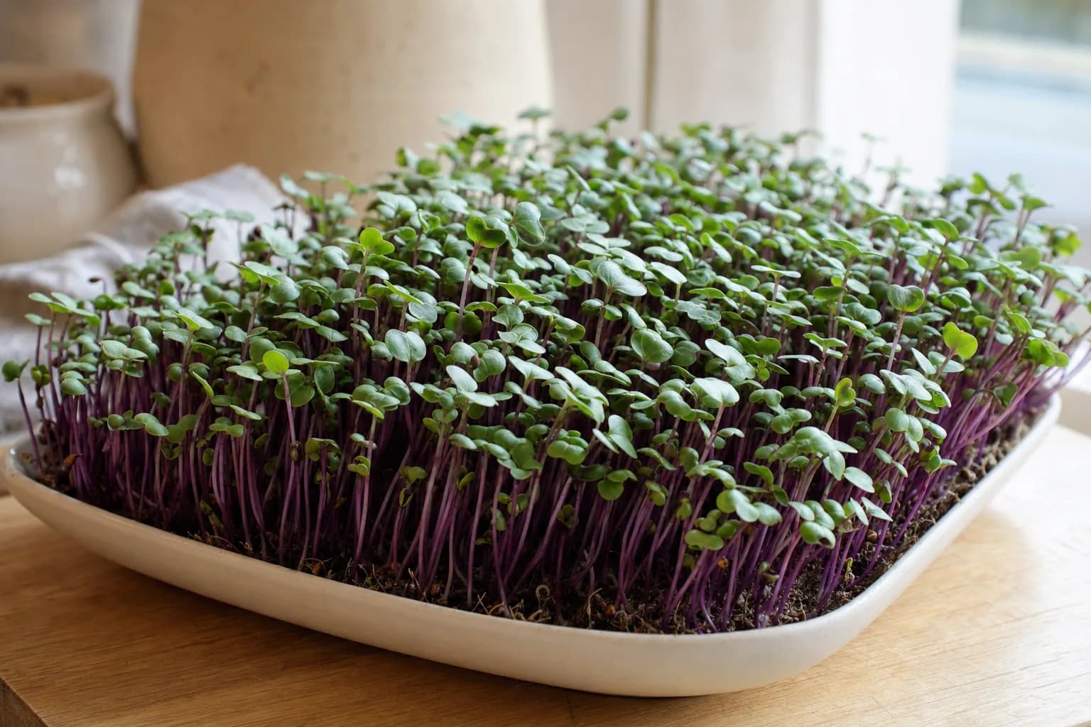 Kohlrabi Microgreens: Crisp, Sweet, and Ready in Ten Days
