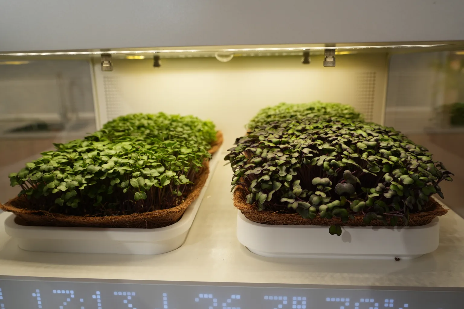 How Light Drives Microgreen Nutrition