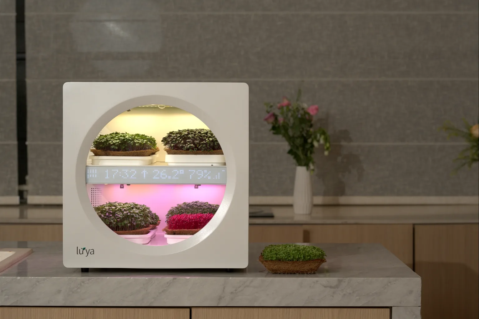 Meet Luya: The Countertop Food Computer for Fresh Microgreens