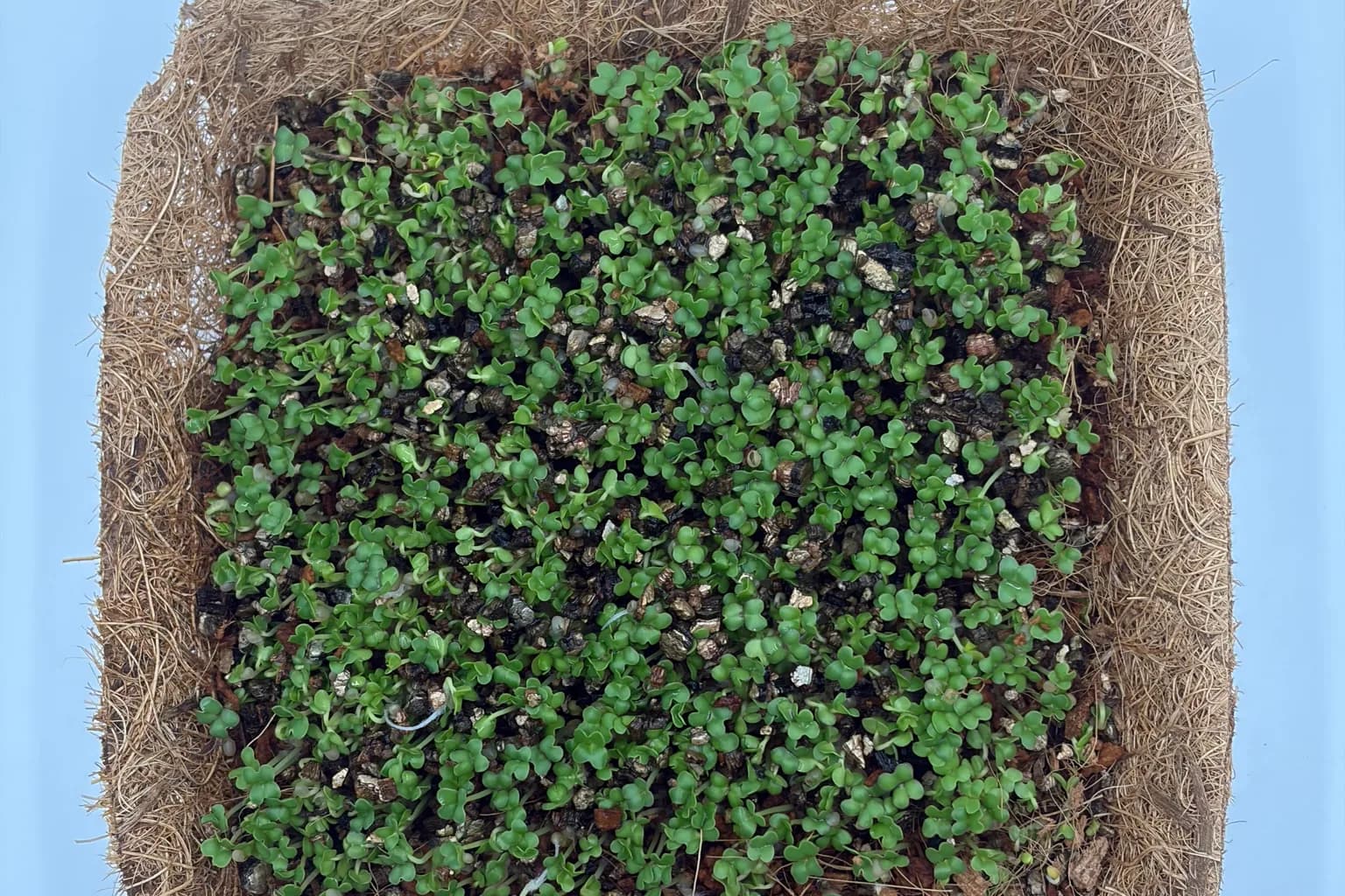Microgreens and Weight: What the Mouse Studies Actually Found