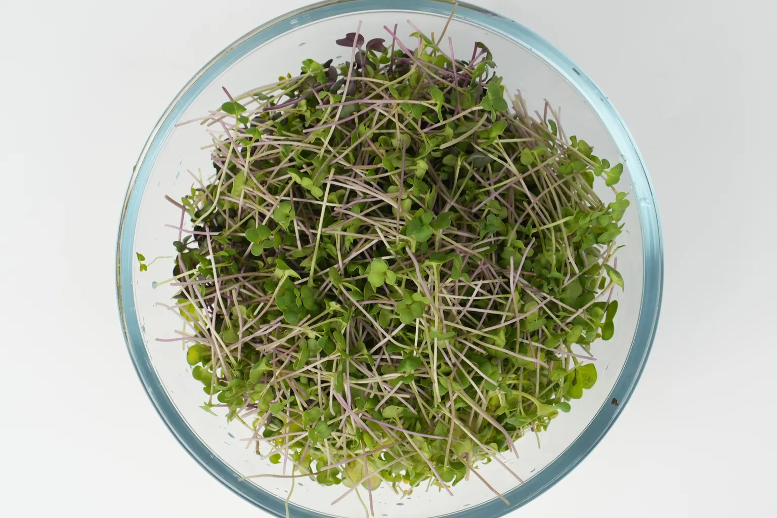 How to Blend Microgreens: Building a Mix That Tastes Like Something