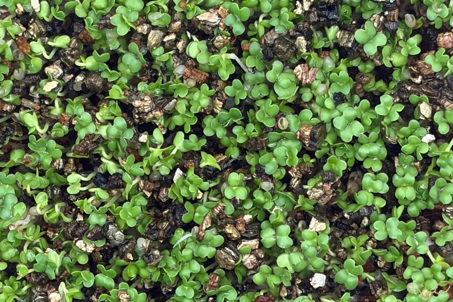 Microgreens and Your Gut Bacteria: What the Fermentation Studies Show