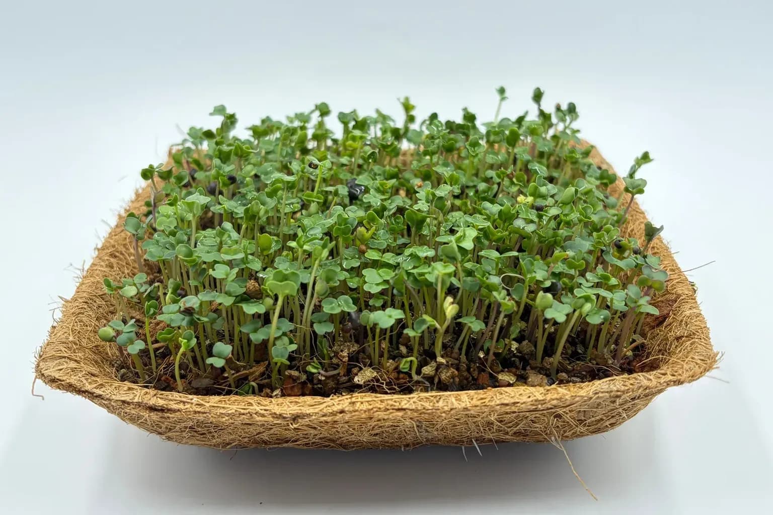 When and How to Harvest and Store Microgreens
