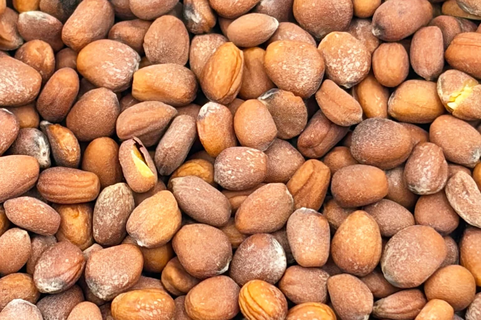 Seed Is the One Input You Did Not Control