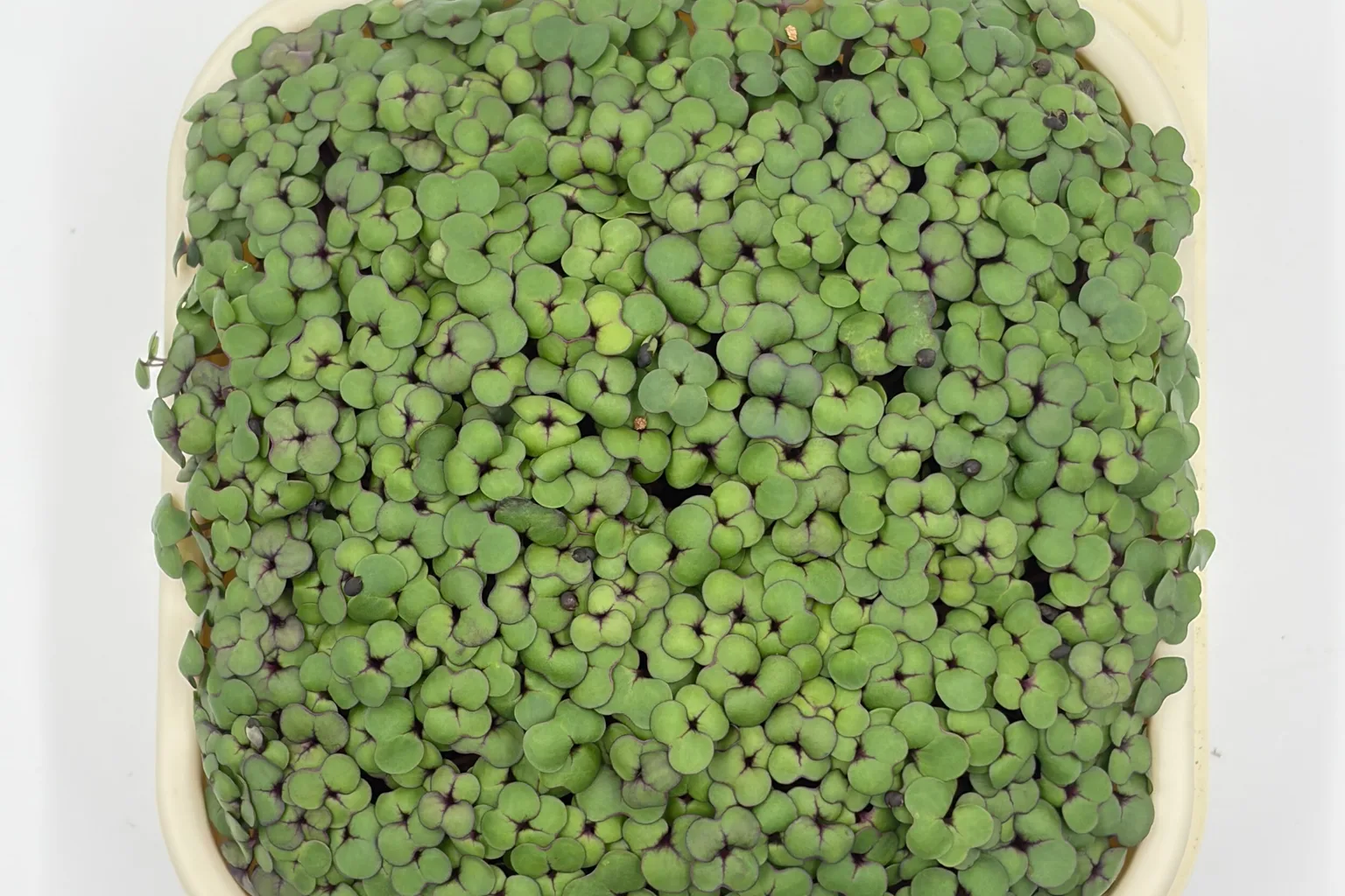 Why Washing Microgreens Doesn't Fix a Seed Problem