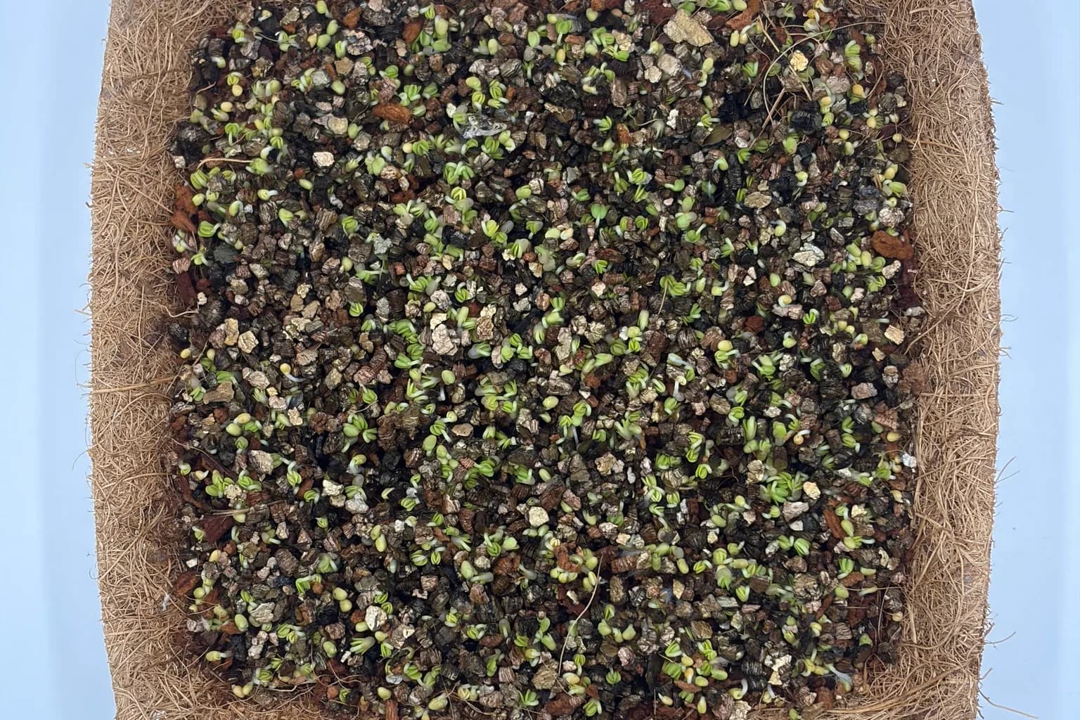 Do Microgreens Slow Starch Digestion? The Amylase Question
