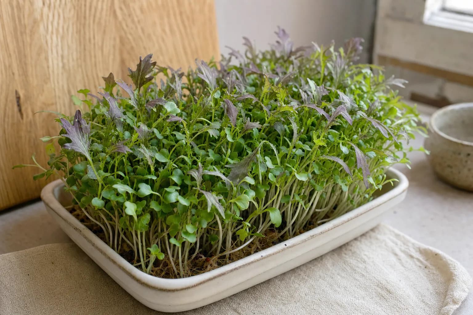 Mizuna Microgreens: Mustard Heat Without the Aggression