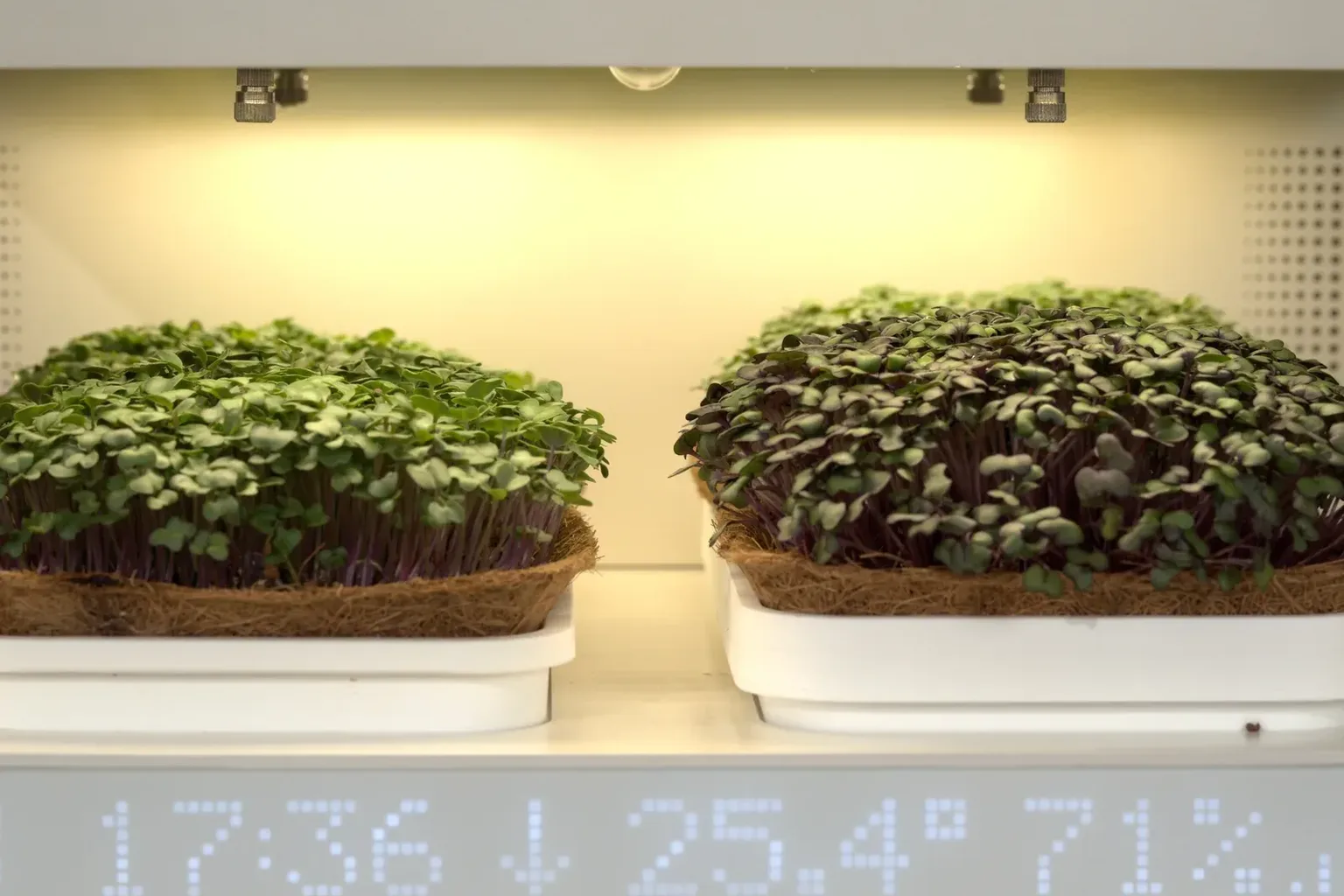 Model Predictive Control for Growing, in Plain English