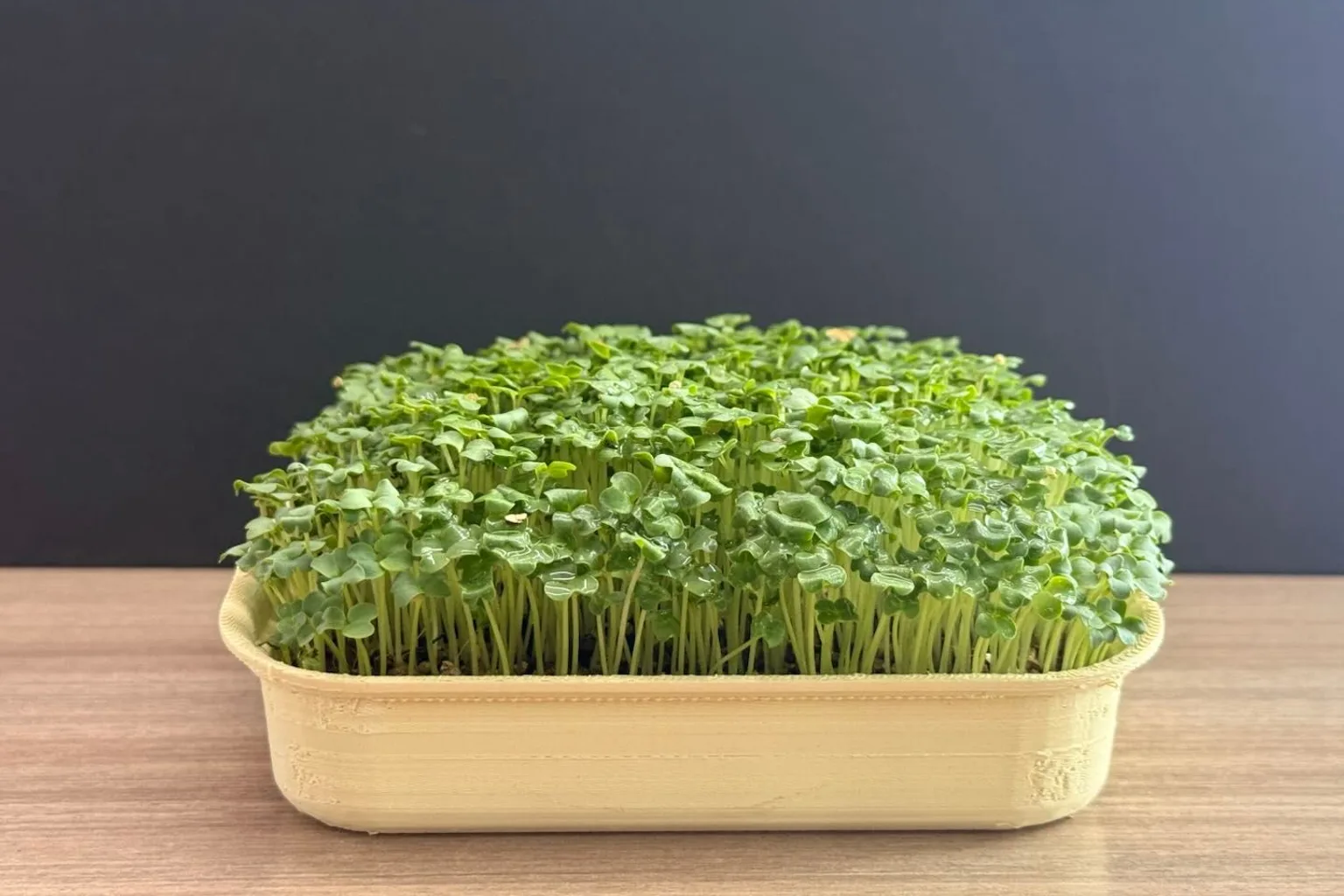 Mustard Microgreens: Benefits, Nutrition and Why They Bite