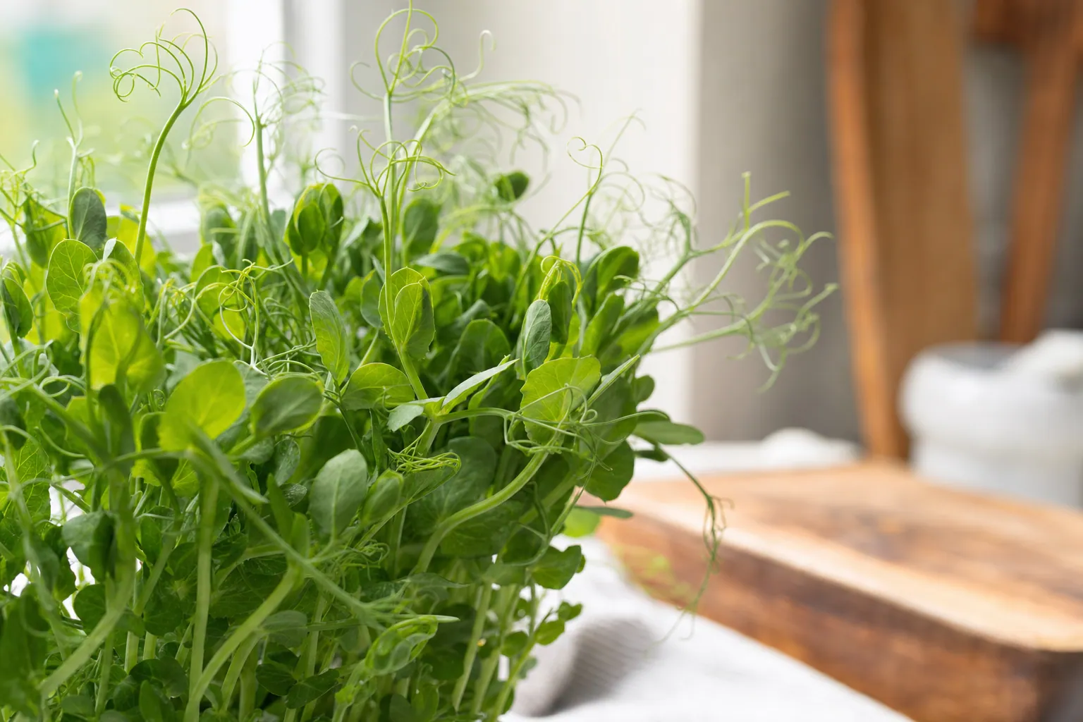 Pea Shoots: The High-Protein Microgreen (Benefits & Uses)