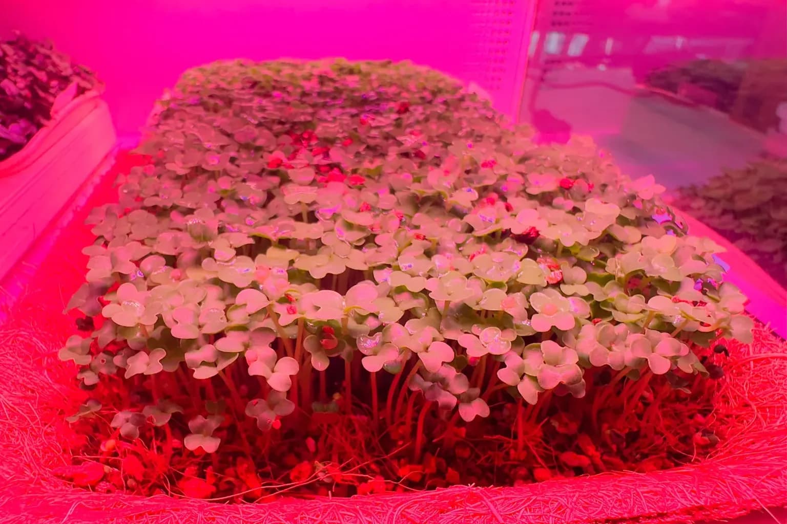 Photoperiod and DLI: How Much Light Microgreens Need