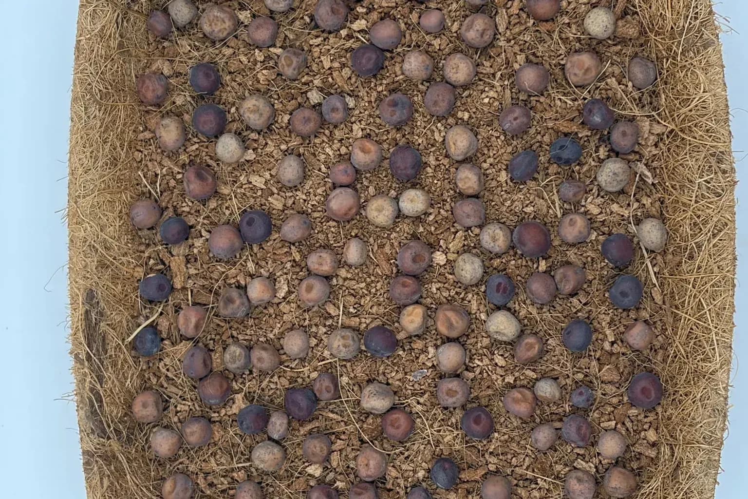 The Pre-Seeded Microgreens Tray: Greens as Easy as Brewing Coffee