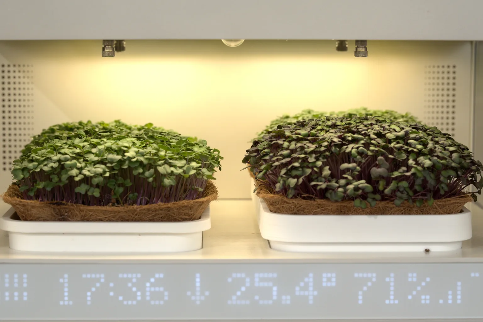 Why Precise Climate Control Means Better Microgreens
