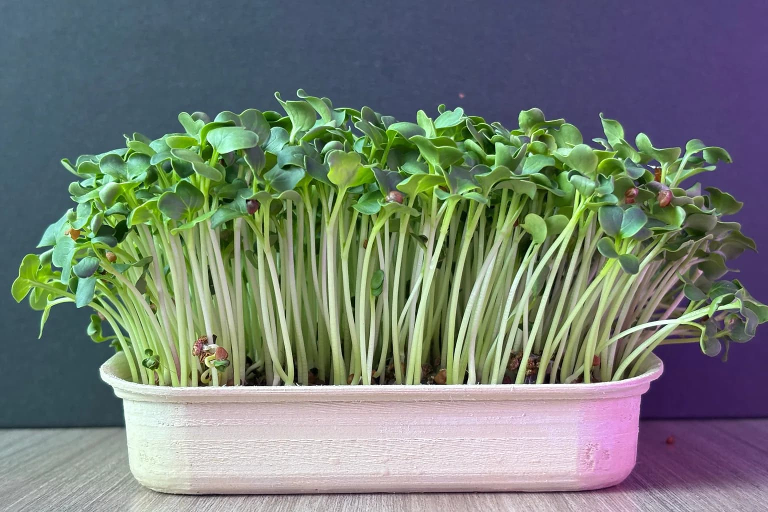 Radish Microgreens: The Fastest, Most Nutrient-Dense Green