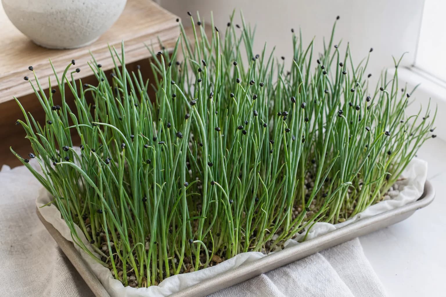 Scallion Microgreens: Onion Flavour, Milder Than Chives