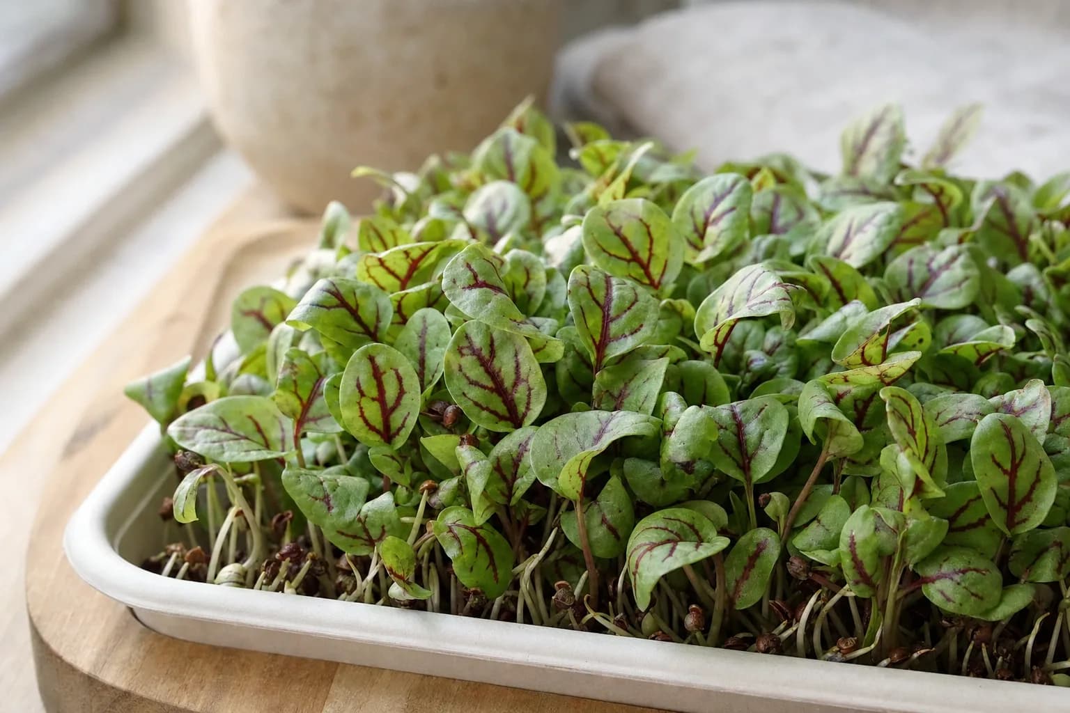 Sorrel Microgreens: The One That Tastes Like Lemon