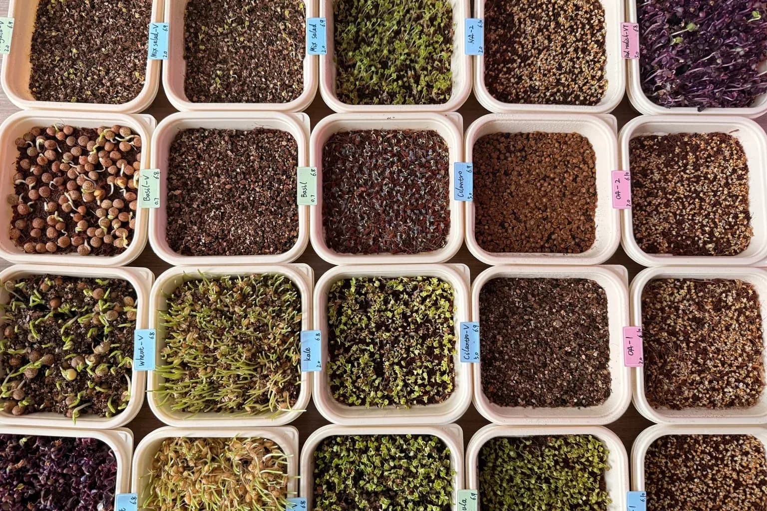 What Are Microgreens? A Complete Beginner’s Guide