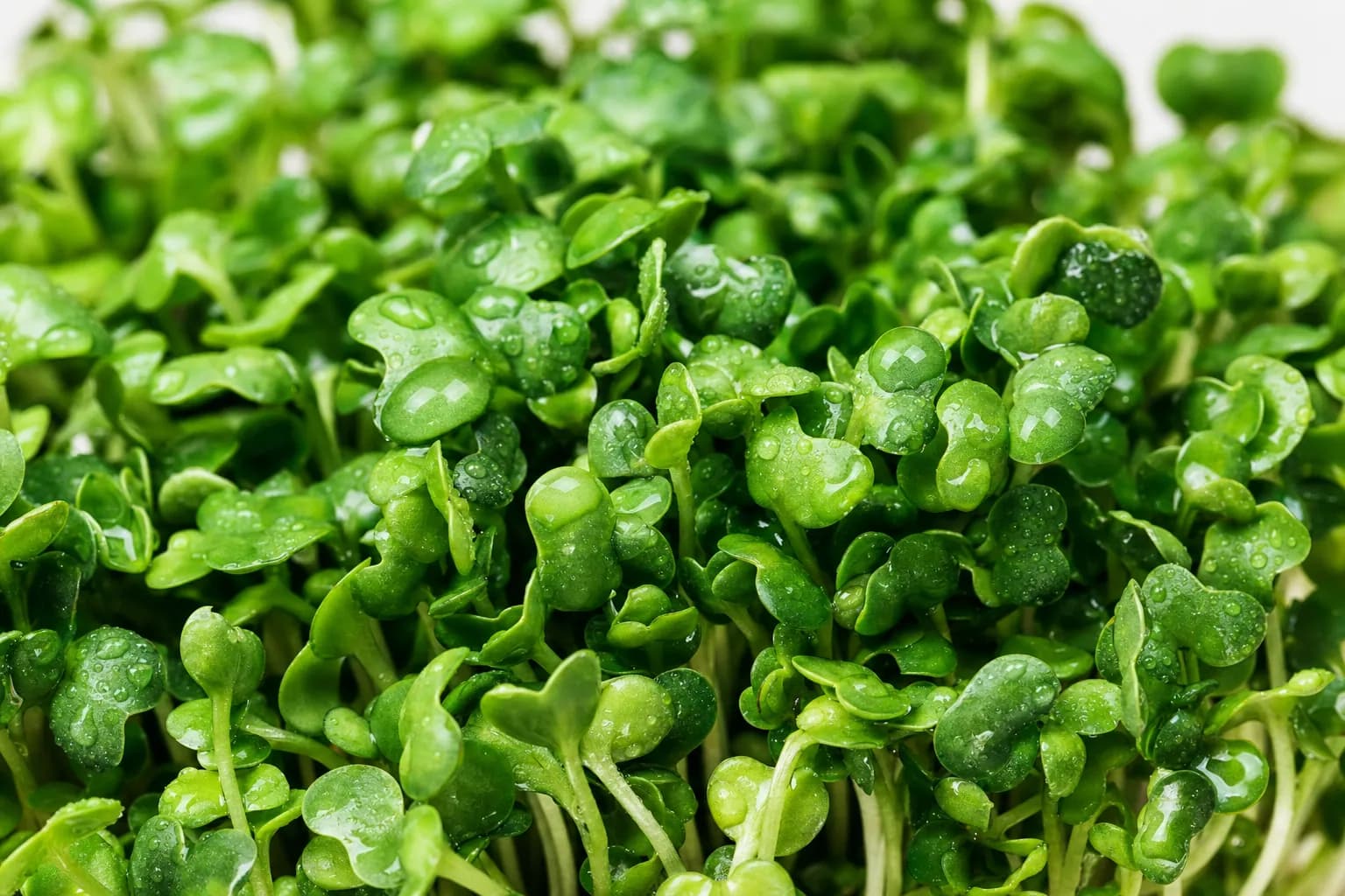 What Is Sulforaphane? The Compound Behind Broccoli Microgreens