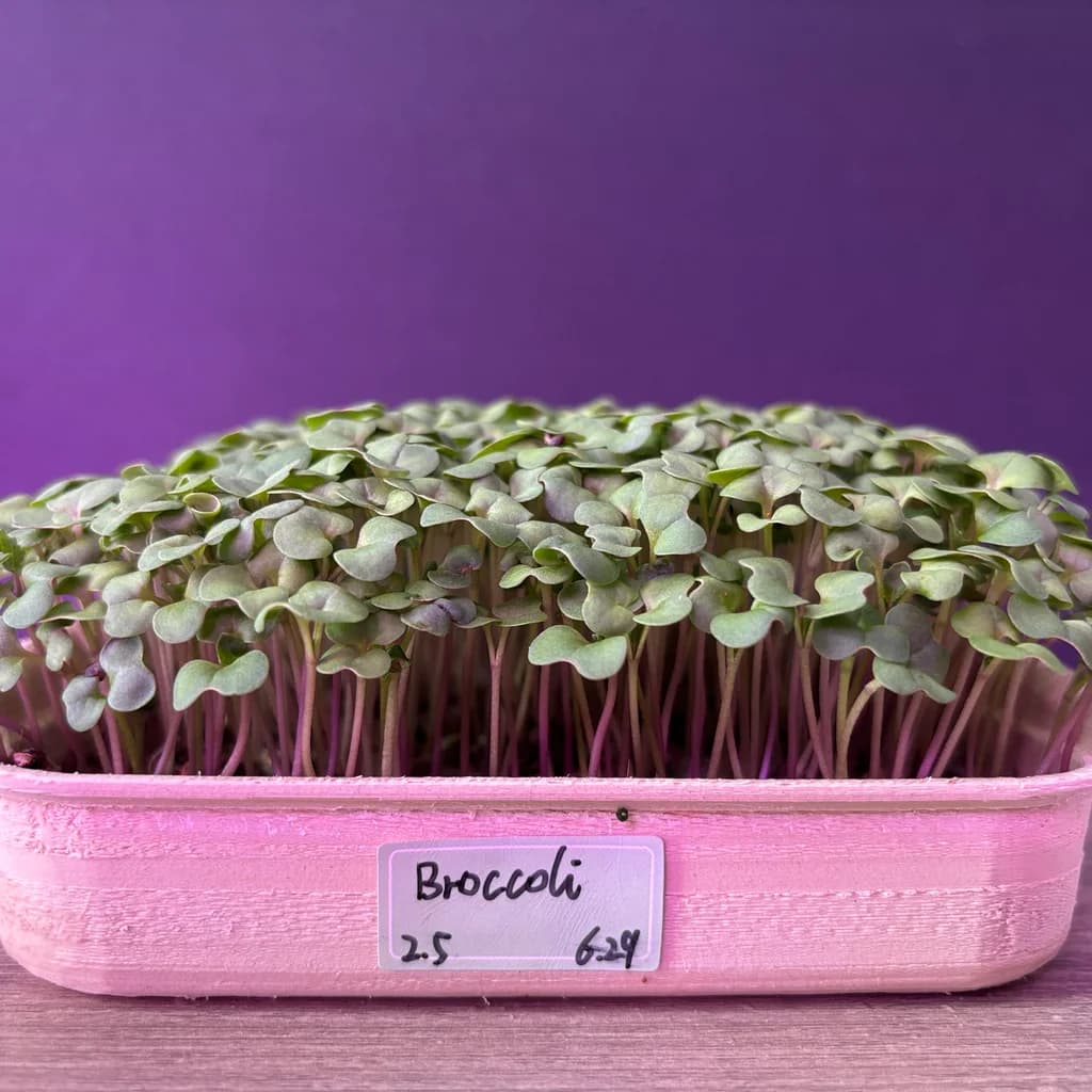 Broccoli microgreens close up
