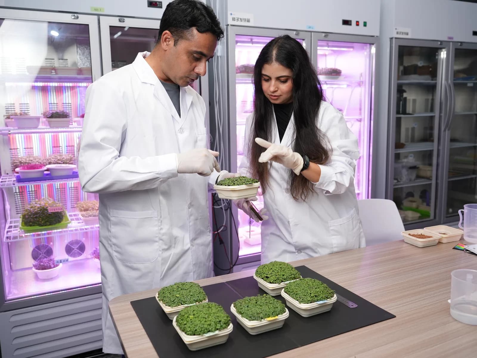 Dr. Muhammad Asim and Dr. Oumayma Shaiek examining a harvested tray of microgreens beside the growth chambers