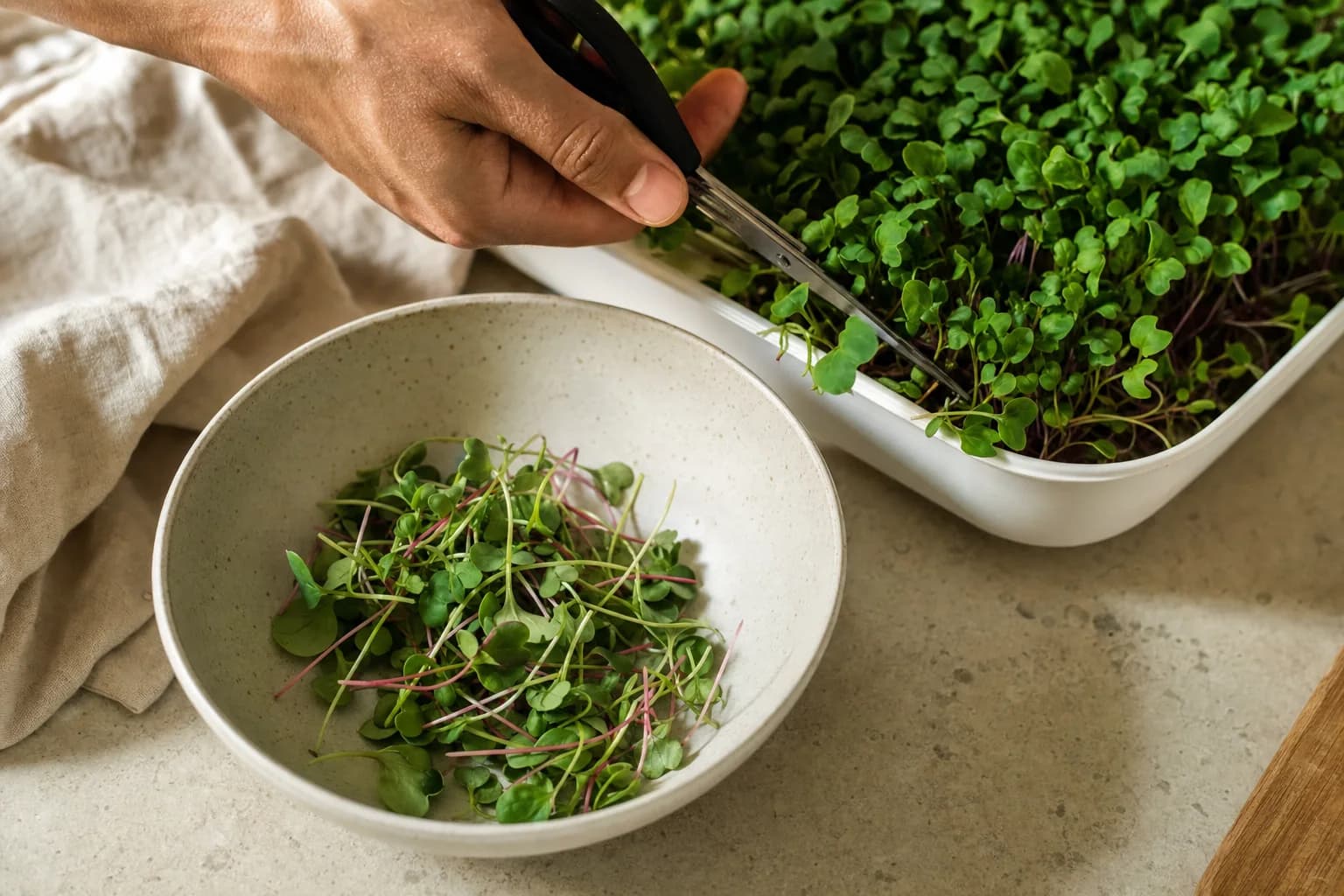 Cutting microgreens directly onto a dish