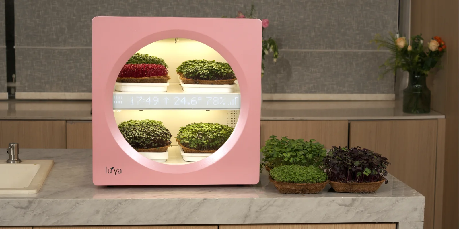 Luya X-1 in the blush colourway on a kitchen counter