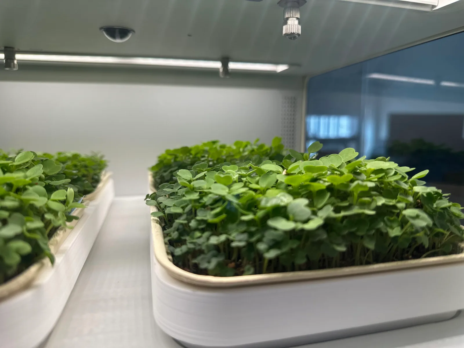 Camera view of a growing tray
