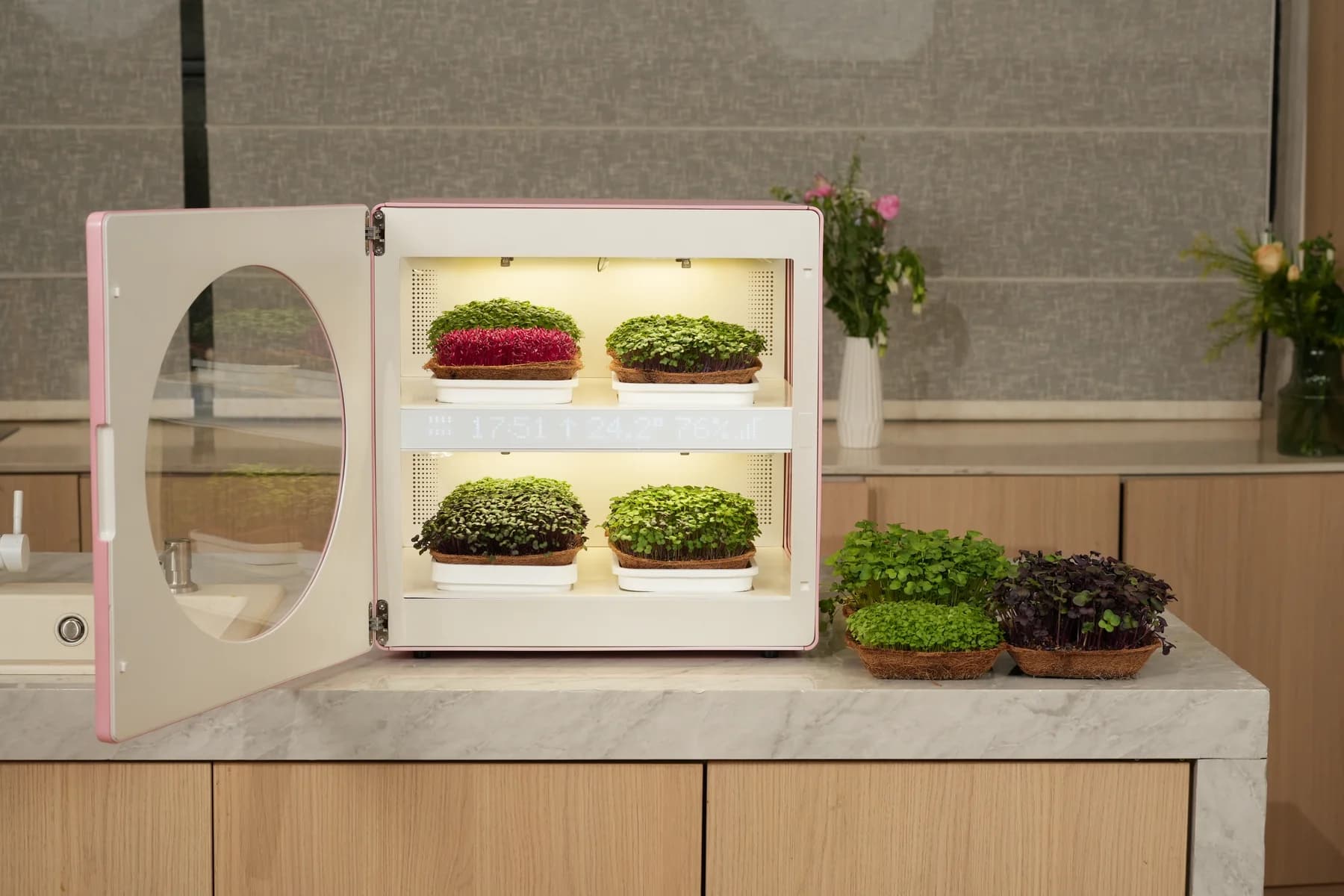 Luya X1 with its glass door open, growing microgreens on a kitchen counter