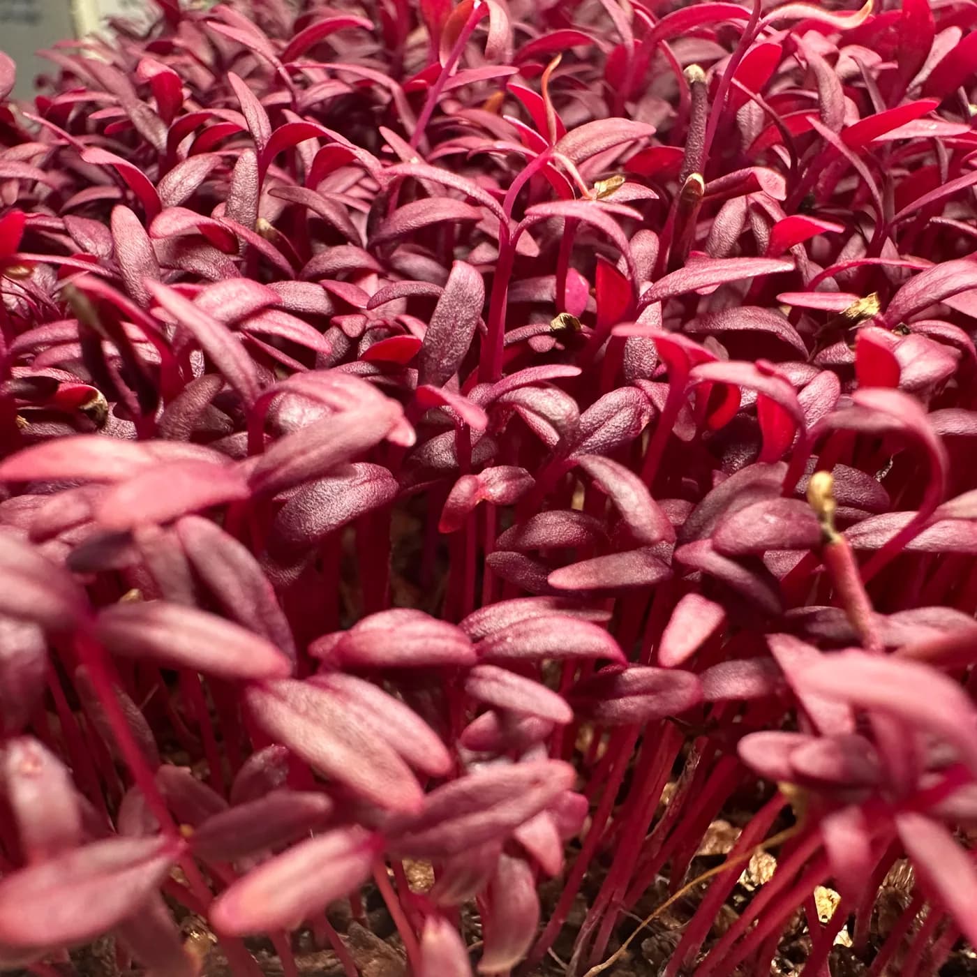 Living microgreens, macro view