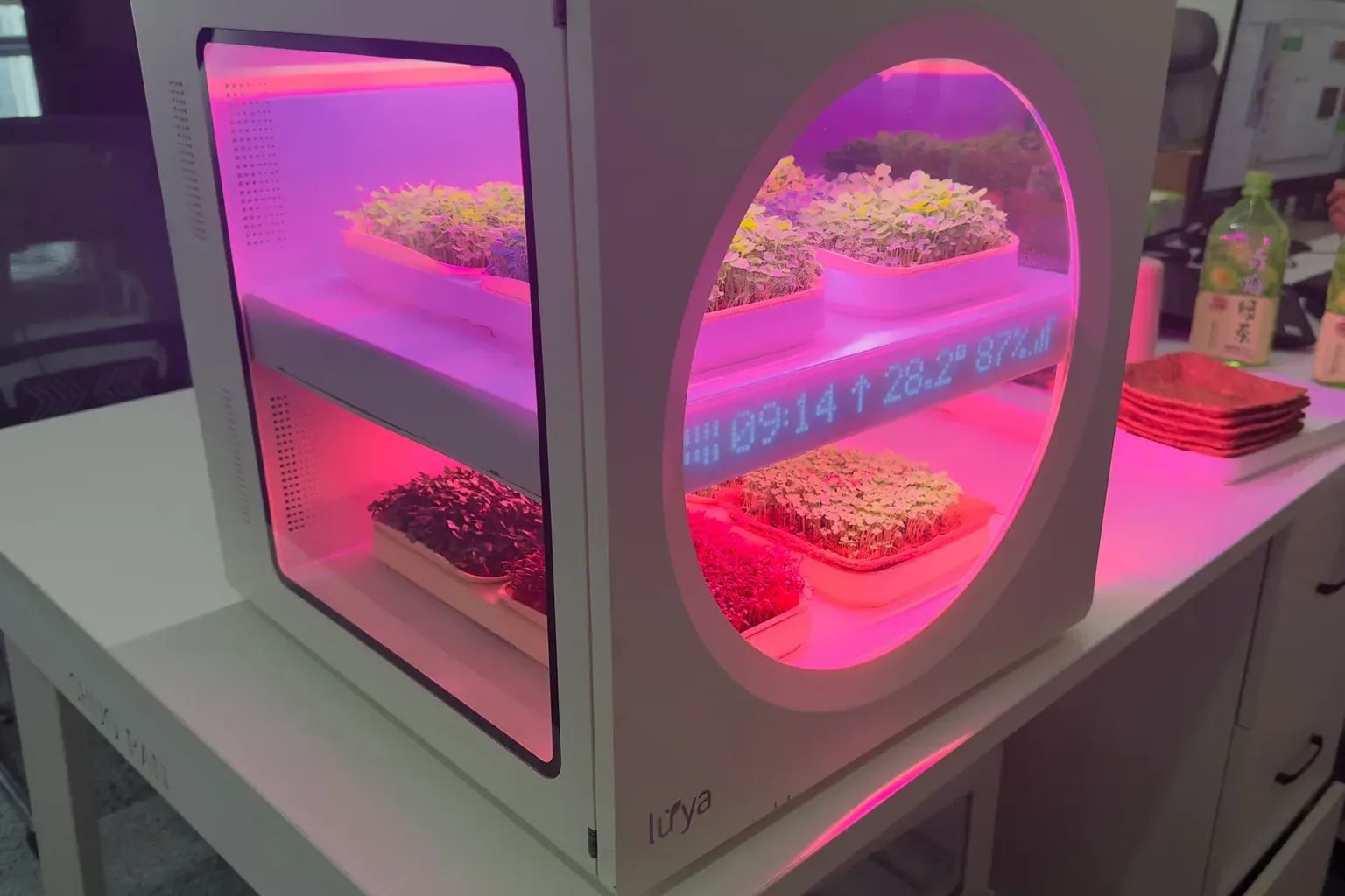 A hand resting near a glowing countertop grow chamber at dusk with vibrant microgreens thriving under tuned LED light