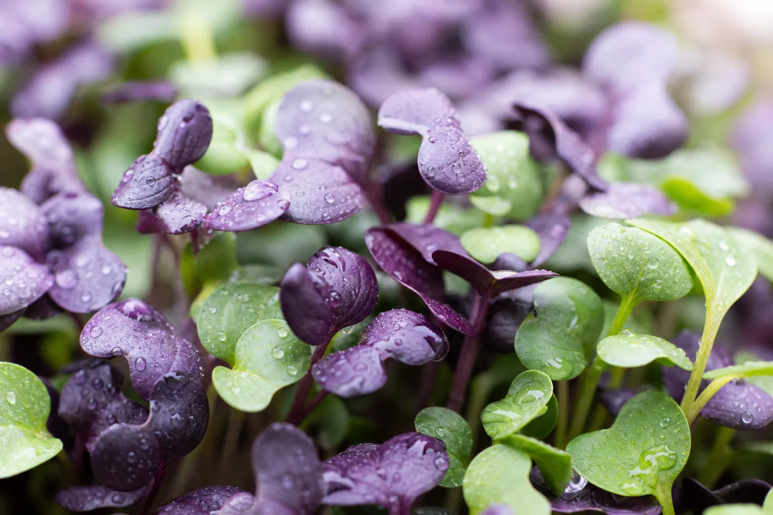 Are Microgreens Good For You — photo 1