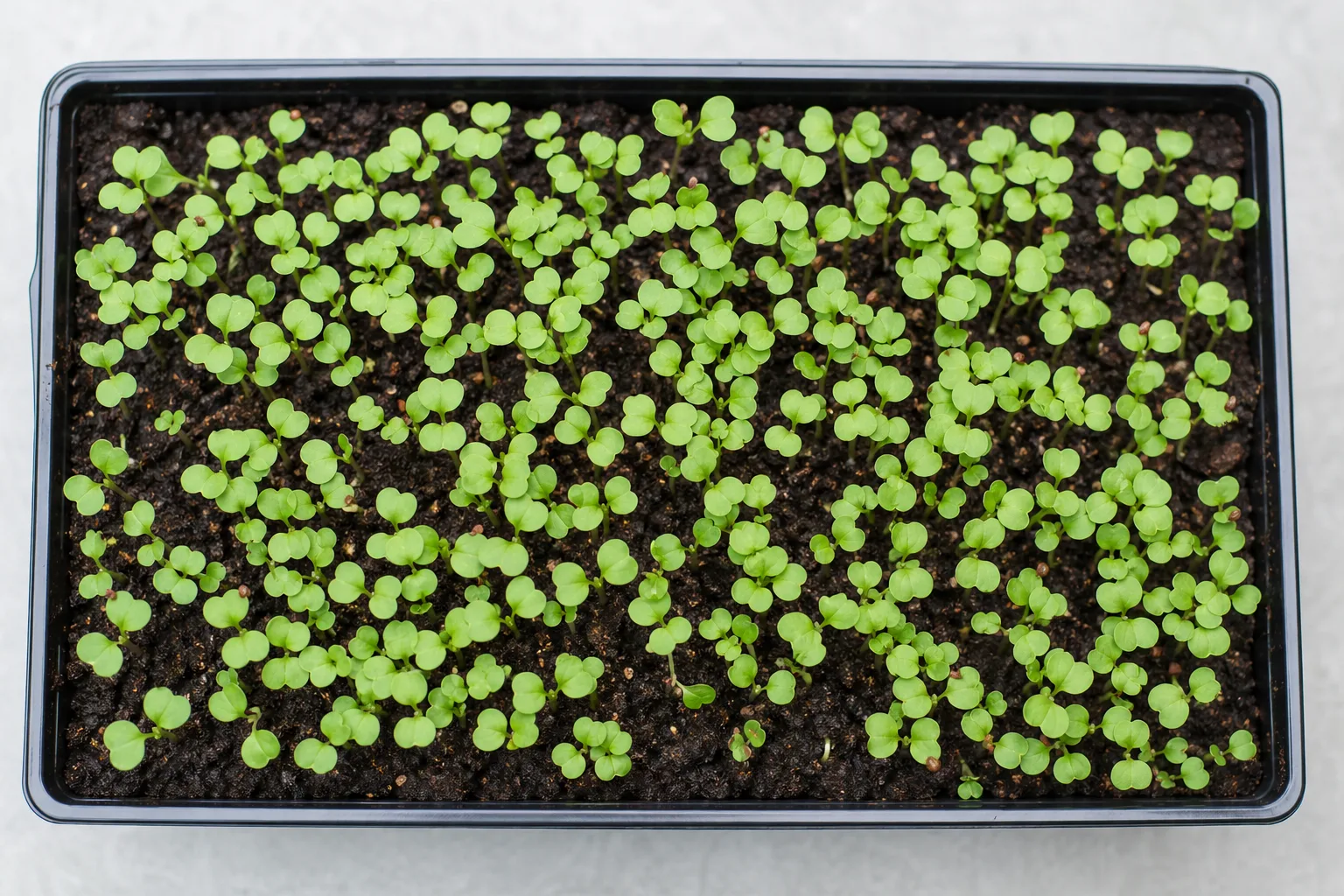 A freshly sown tray of young arugula microgreens at the cotyledon stage