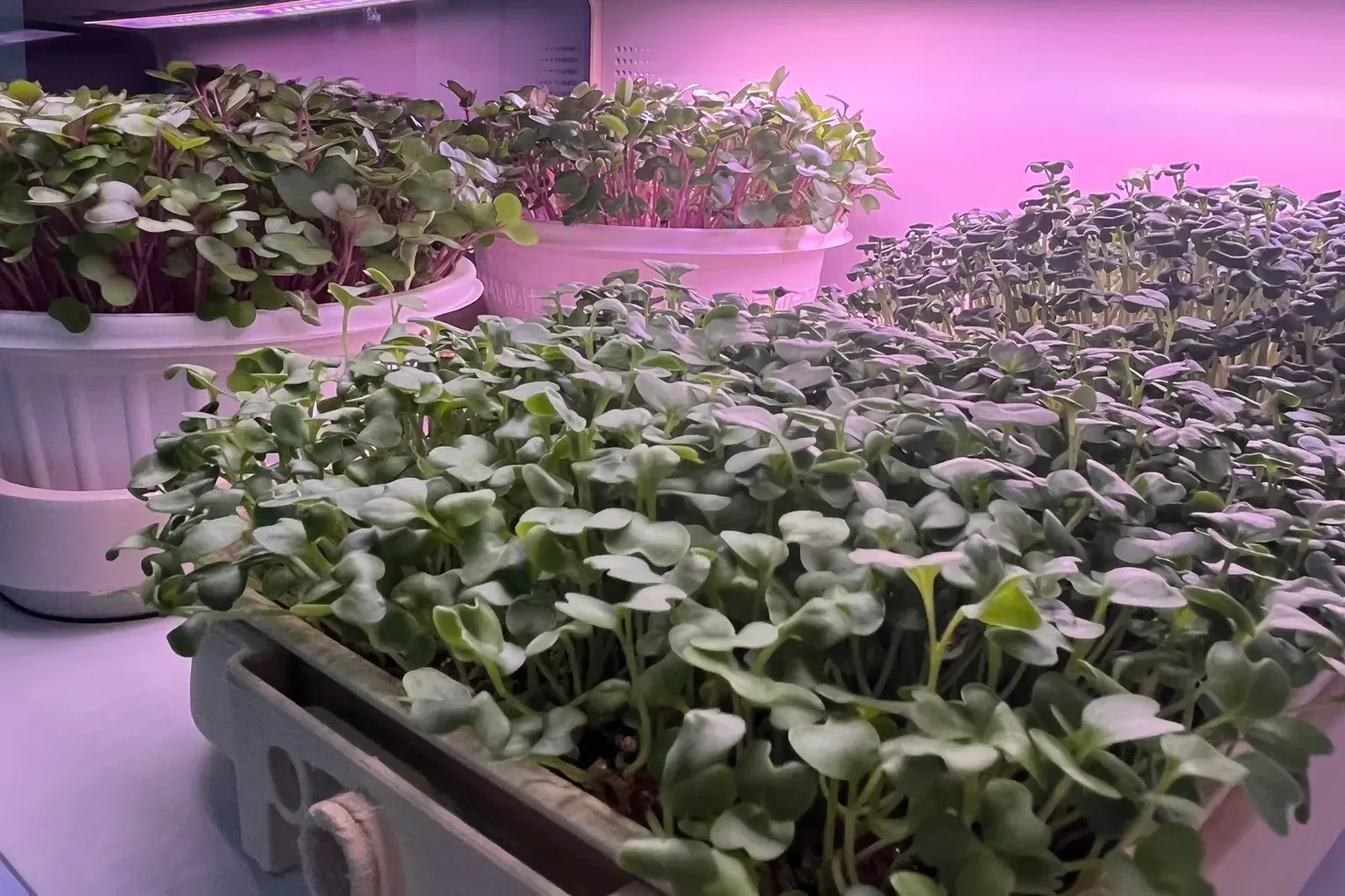A countertop microgreens grower running on its own on a kitchen counter