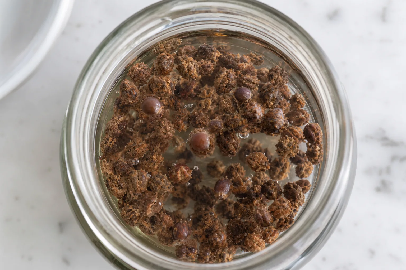 Dry beet seed clusters soaking in a clear glass jar of water