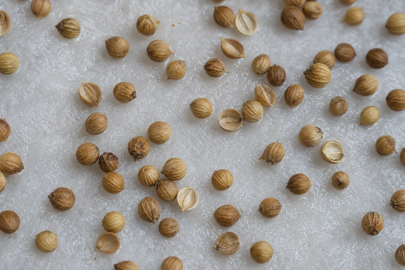 Cilantro seeds, some split into halves, on a damp growing pad