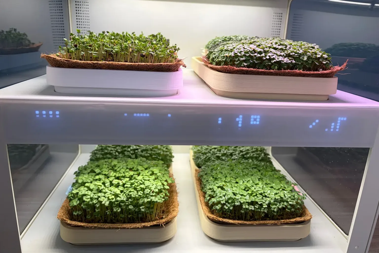 A hand checking a glass of fresh-cut microgreens beside a countertop grower in a modern kitchen at dusk