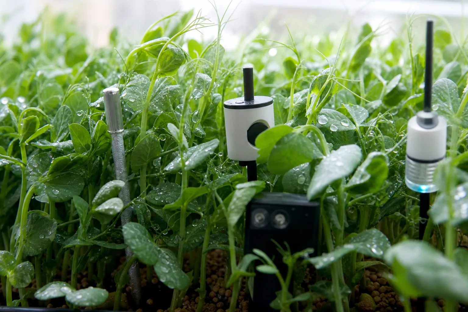 Tiny sensors nestled among dense pea shoot microgreens with water droplets on the leaves