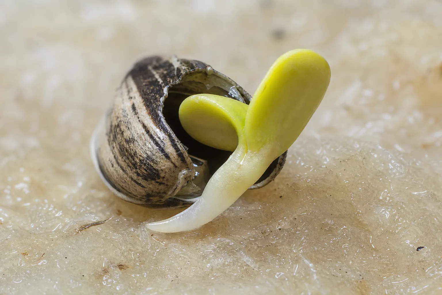 A single sunflower seed cracked open with a pale root and two emerging cotyledon leaves on a damp pad
